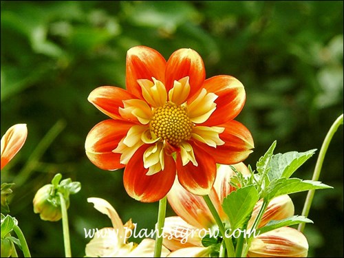 Dahlia 'Pooh'
The inner collar around the central disk is made up of petaloids which are modified stamens